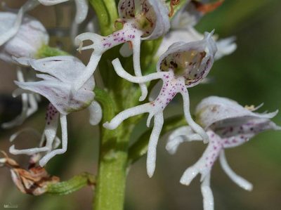 Orchis simia, photographed by Mourad Harzallah