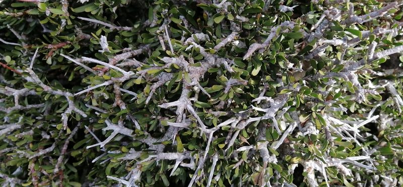 Melicytus alpinus, photographed by danrob