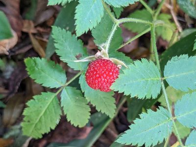 Rubus rosifolius, photographed by Attila Oláh