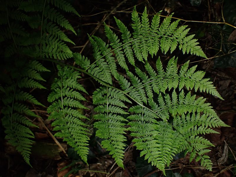 Diplazium australe, photographed by Saryu Mae 前 朝琉