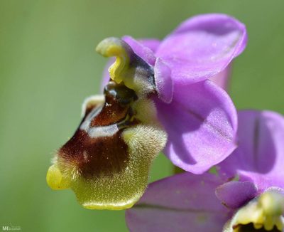 Ophrys tenthredinifera, photographed by Mourad Harzallah
