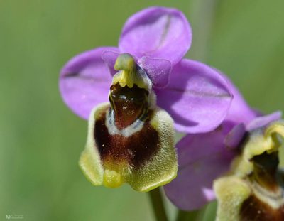 Ophrys tenthredinifera, photographed by Mourad Harzallah