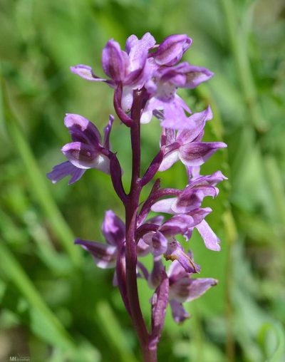 Orchis patens, photographed by Mourad Harzallah