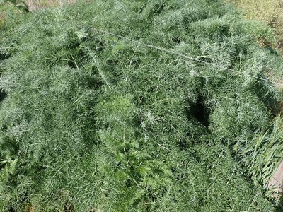Ferula glauca, photographed by David Delon