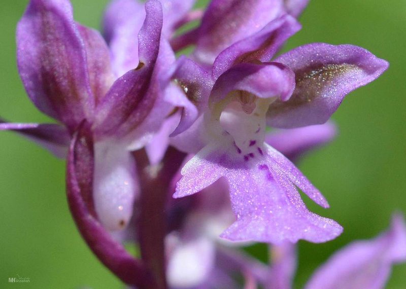 Orchis patens, photographed by Mourad Harzallah