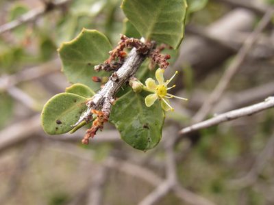 Schinus roigii, photographed by Nicolas Olejnik