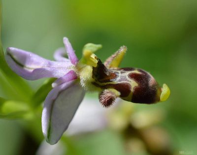 Ophrys scolopax, photographed by Mourad Harzallah