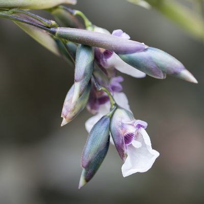 Thalia geniculata, photographed by Frank Thomas Sautter