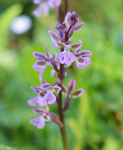 Orchis patens, photographed by Mourad Harzallah