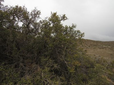 Schinus roigii, photographed by Nicolas Olejnik