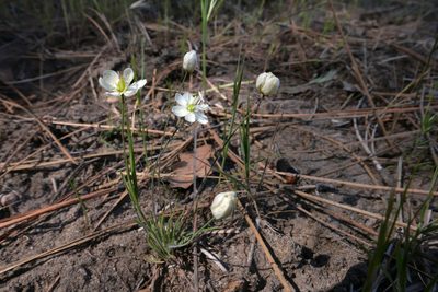 Platystigma lineare, photographed by paulexcoff