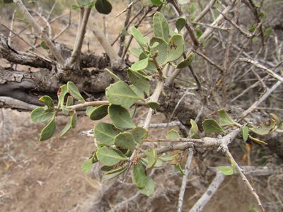 Schinus roigii, photographed by Nicolas Olejnik
