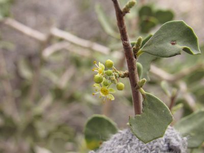 Schinus roigii, photographed by Nicolas Olejnik