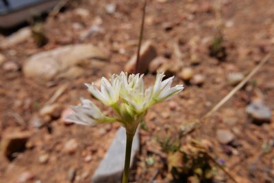 Allium lacunosum, photographed by paulexcoff