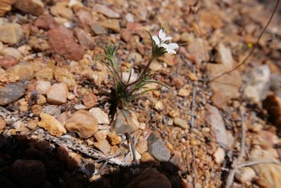 Calycadenia villosa, photographed by paulexcoff