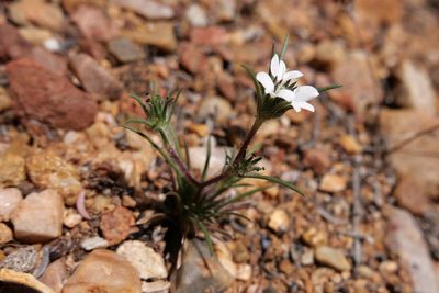Calycadenia villosa, photographed by paulexcoff