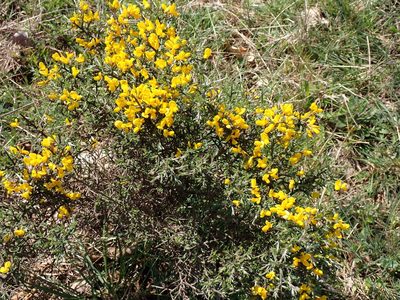 Genista scorpius, photographed by David Delon