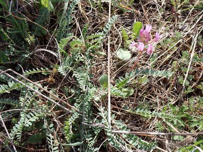 Astragalus monspessulanus, photographed by David Delon