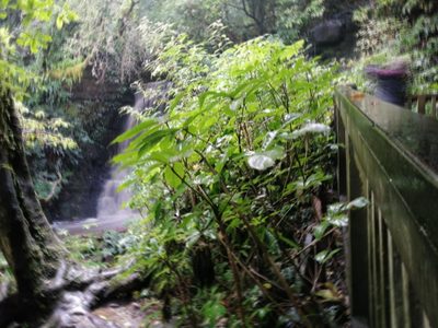 Schefflera digitata, photographed by danrob