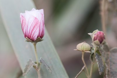 Pavonia hastata, photographed by Frank Thomas Sautter