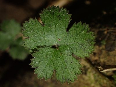 Hydrocotyle elongata, photographed by Saryu Mae 前 朝琉