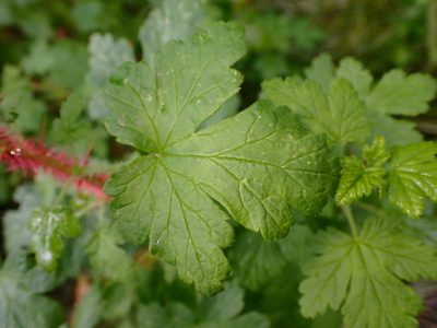 Ribes menziesii, photographed by Cricket Raspet
