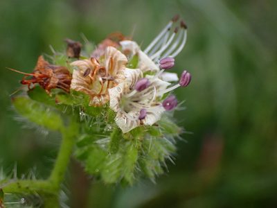 Phacelia malvifolia, photographed by Cricket Raspet
