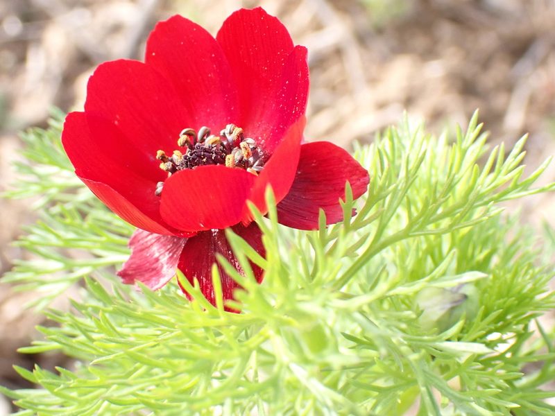 Adonis annua, photographed by David Delon