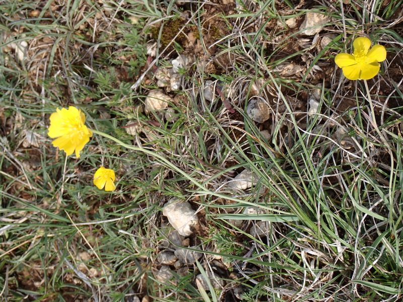 Ranunculus gramineus, photographed by David Delon