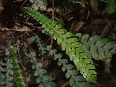 Austroblechnum membranaceum, photographed by Saryu Mae 前 朝琉