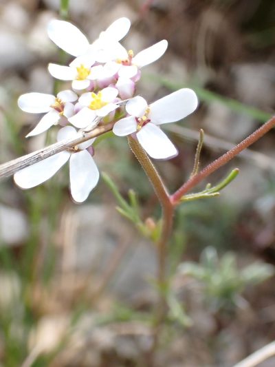 Iberis pinnata, photographed by David Delon