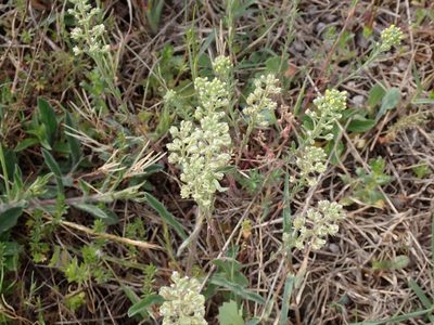 Alyssum alyssoides, photographed by David Delon