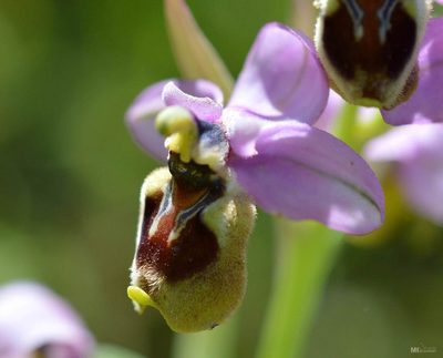 Ophrys tenthredinifera, photographed by Mourad Harzallah