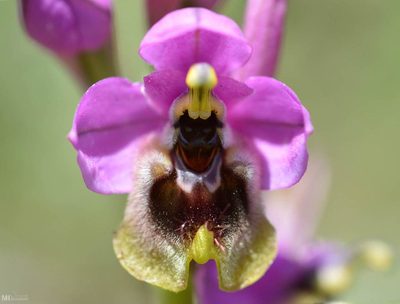 Ophrys tenthredinifera, photographed by Mourad Harzallah