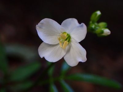 Cardamine californica, photographed by Cricket Raspet