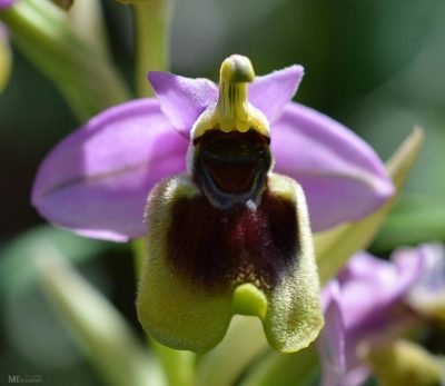 Ophrys tenthredinifera, photographed by Mourad Harzallah