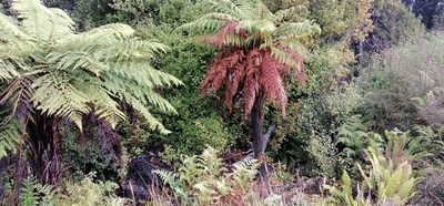 Dicksonia squarrosa, photographed by danrob