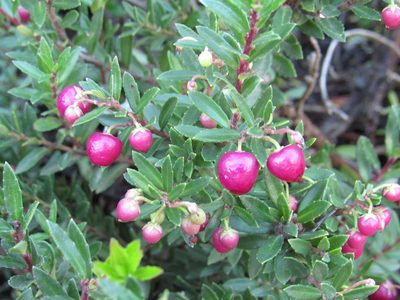 Gaultheria mucronata, photographed by Nicolas Olejnik