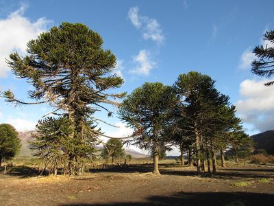 Araucaria araucana