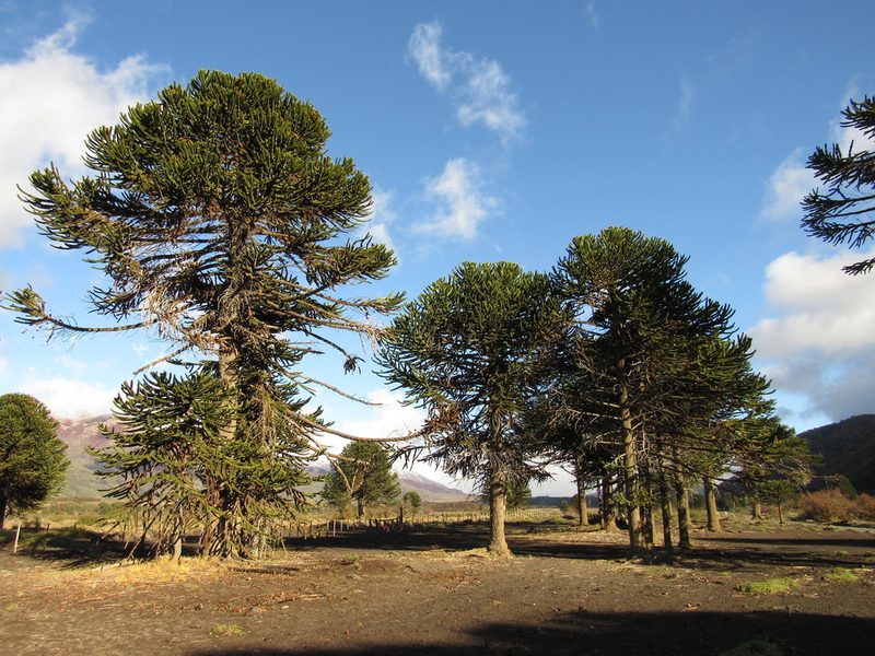 Araucaria araucana, photographed by Nicolas Olejnik