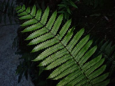 Pakau pennigera, photographed by Saryu Mae 前 朝琉