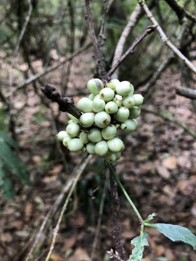 Myrsine juergensenii, photographed by Skjold Søndergaard
