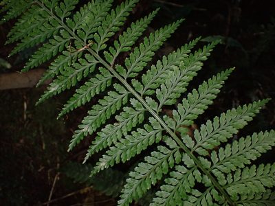 Asplenium bulbiferum, photographed by Saryu Mae 前 朝琉