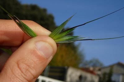 Avena sativa, photographed by Julien Renoult