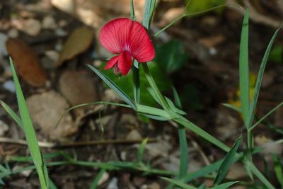 Lathyrus cicera, photographed by Julien Renoult