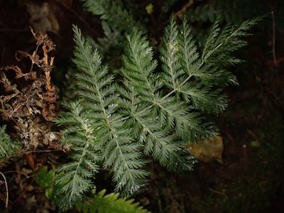 Leptopteris hymenophylloides, photographed by Saryu Mae 前 朝琉