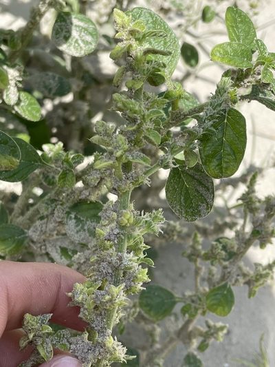 Amaranthus greggii, photographed by Luke Padon