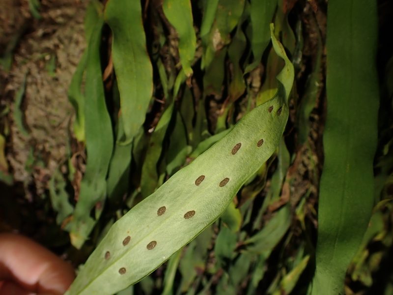 Loxogramme dictyopteris, photographed by Saryu Mae 前 朝琉