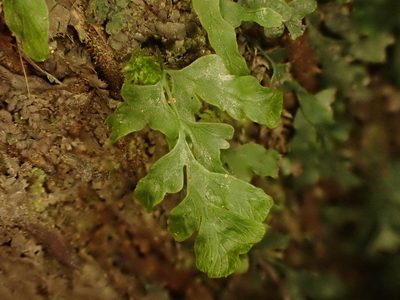 Polyphlebium venosum, photographed by Saryu Mae 前 朝琉