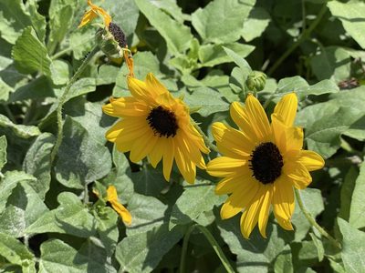 Helianthus debilis, photographed by Luke Padon